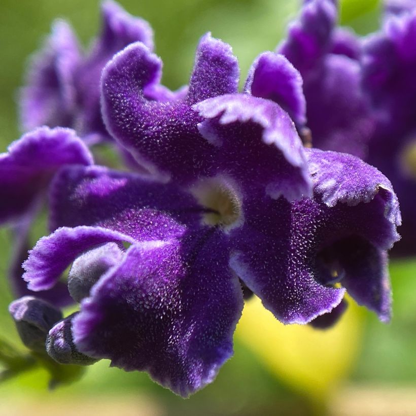 Duranta repens ou erecta - Vanillier de Cayenne (Flowering)