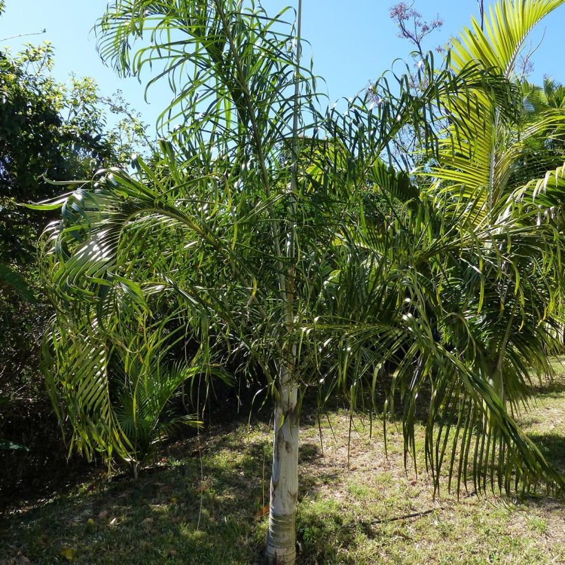 Dypsis plumosa - Palmier plumeux (Plant habit)