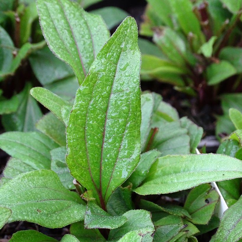 Echinacea Kismet Rouge (Red) - Echinacée (Foliage)