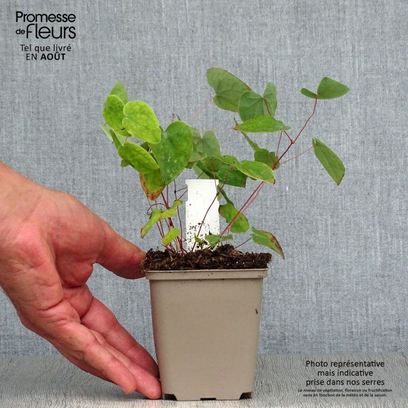 Example of Epimedium acuminatum, Fleur des elfes Godet de 8/9 cm as you get in ete