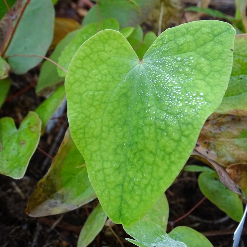 Epimedium acuminatum, Fleur des elfes (Foliage)
