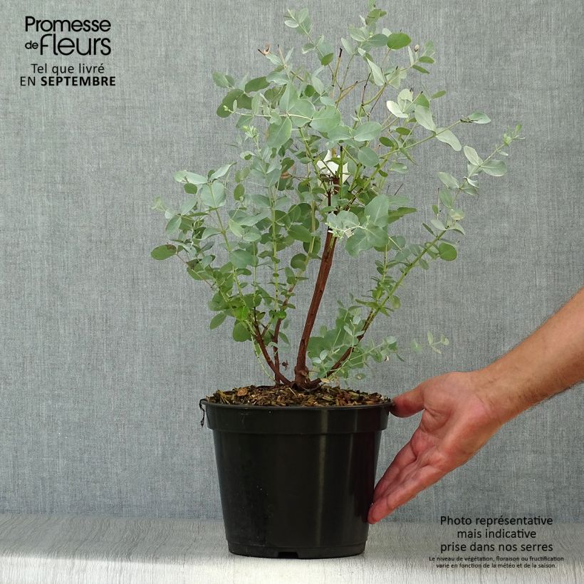 Example of Eucalyptus archeri - Gommier alpin, Eucalyptus d'Archer Pot de 4L/5L as you get in automne