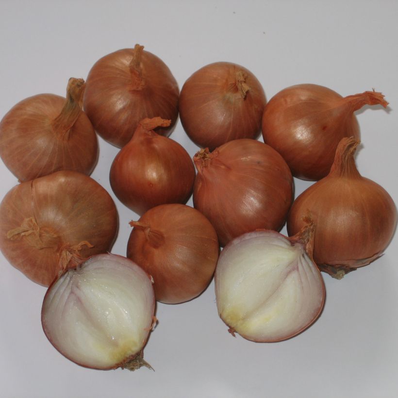 Echalote Red Sun - Allium cepa en plants (Harvest)