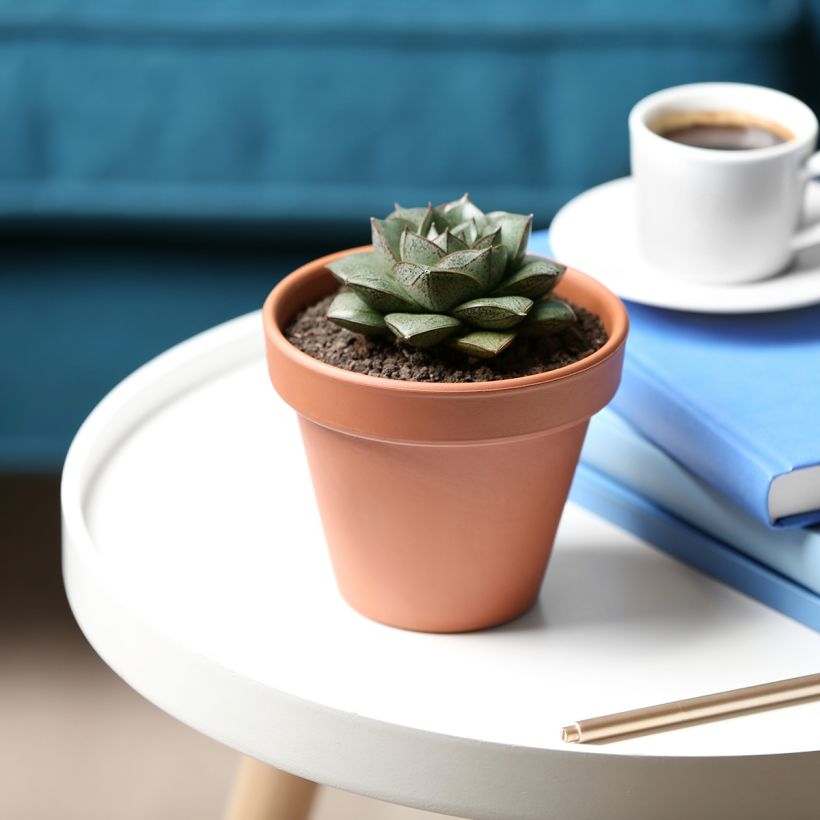 Echeveria purpusiorum (Plant habit)