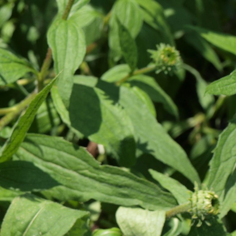 Echinacea Art s Pride - Echinacée (Foliage)