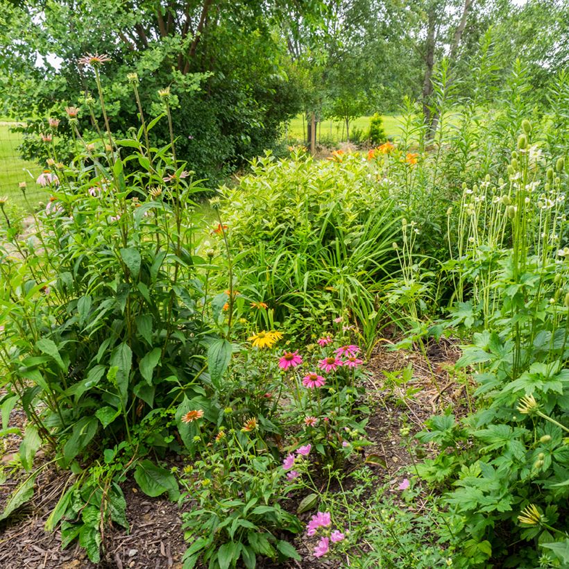 Echinacea Cheyenne Spirit - Echinacée (Plant habit)