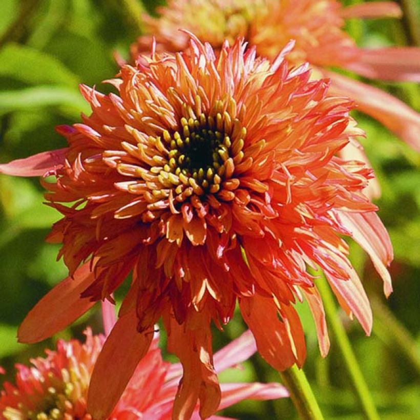 Echinacea Cranberry Cupcake - Echinacée (Flowering)