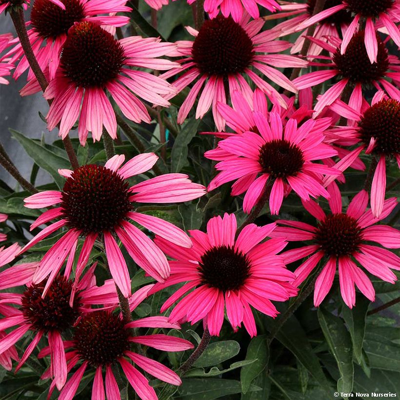 Echinacea Dark Shadows Wicked - Echinacée (Flowering)