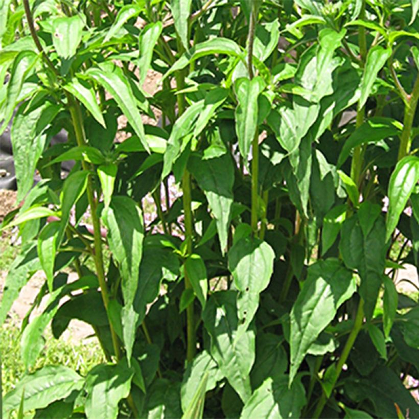 Echinacea Ferris Wheels - Echinacée (Foliage)