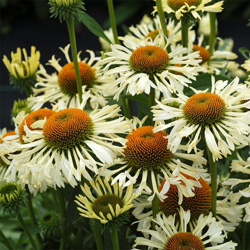 Echinacea Ferris Wheels - Echinacée (Flowering)