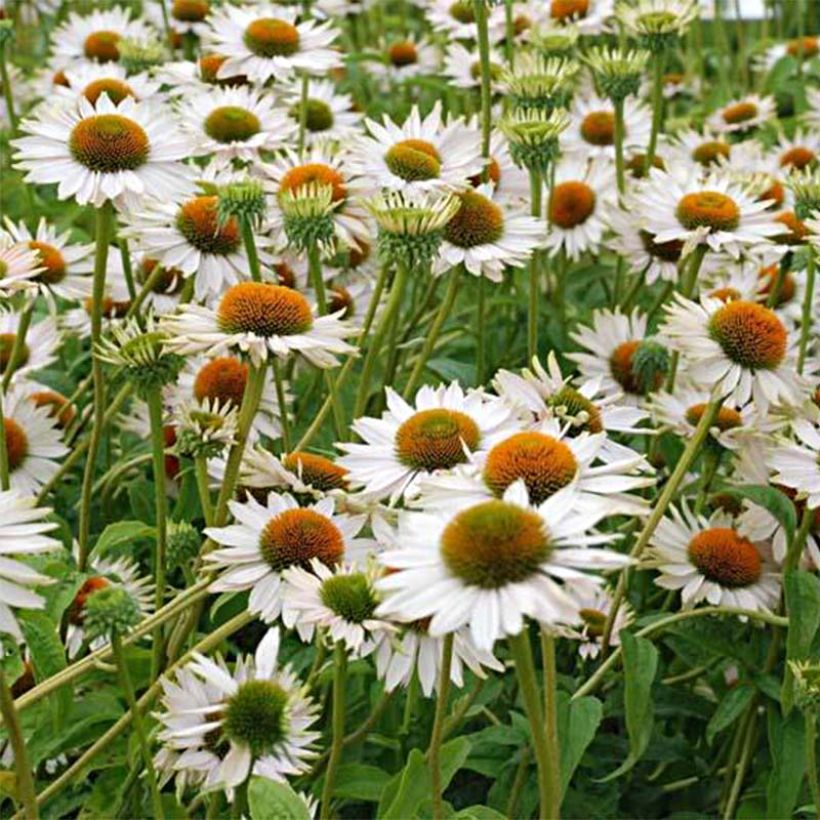 Echinacea Fragrant Angel - Echinacée (Flowering)