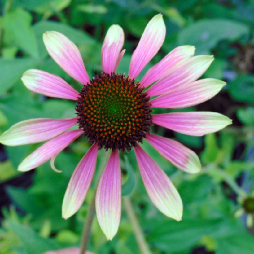 Echinacea Green Envy - Echinacée (Flowering)