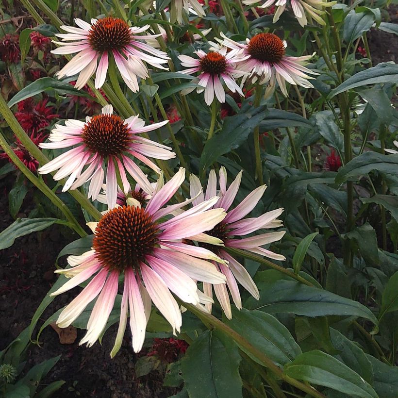 Echinacea JS Engeltje Pretty Parasols - Echinacée (Flowering)