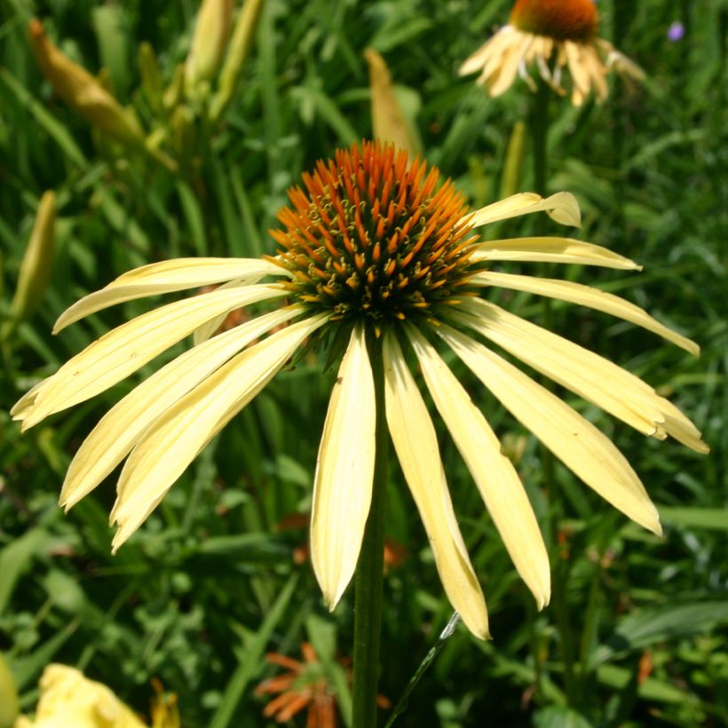 Echinacea Mango Medowbrite - Echinacée (Flowering)