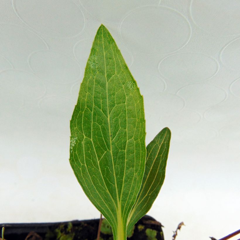 Echinacea Marmalade - Echinacée (Foliage)