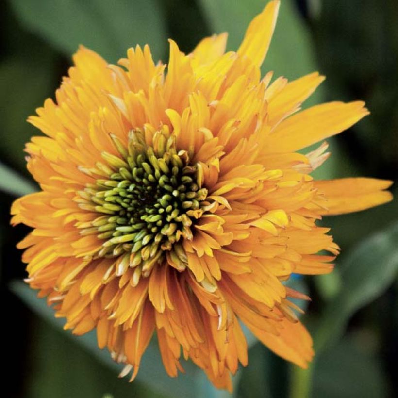 Echinacea Marmalade - Echinacée (Flowering)