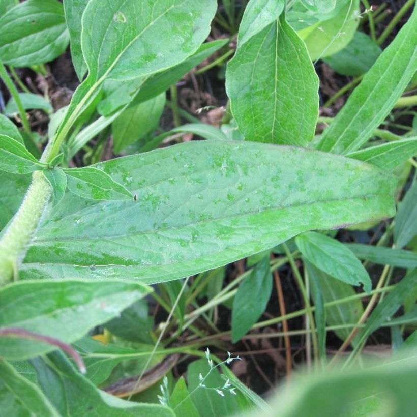 Echinacea purpurea Mozzarella - Echinacée (Foliage)
