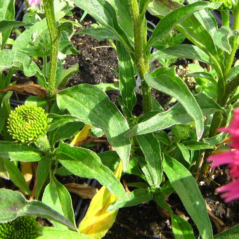 Echinacea Piccolino - Echinacée (Foliage)