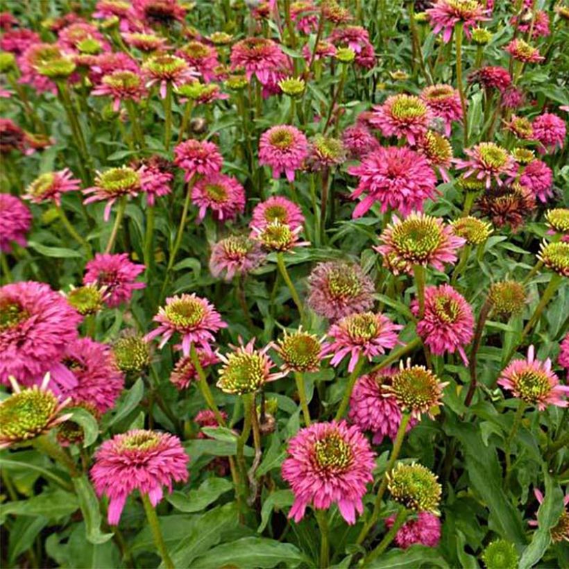 Echinacea Piccolino - Echinacée (Flowering)