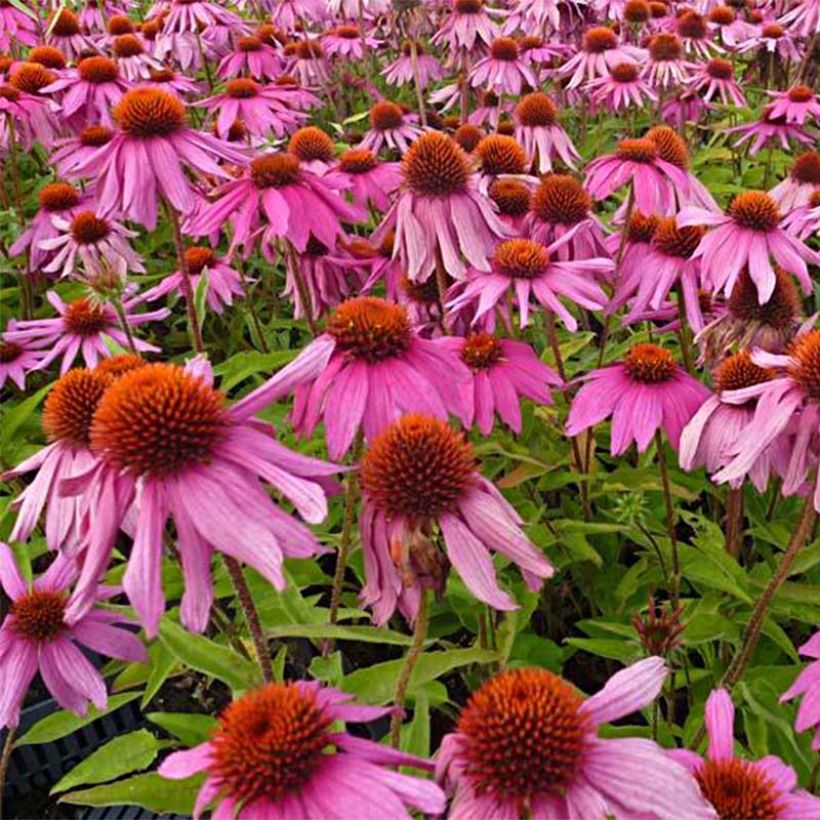 Echinacea Red Knee High - Echinacée (Flowering)