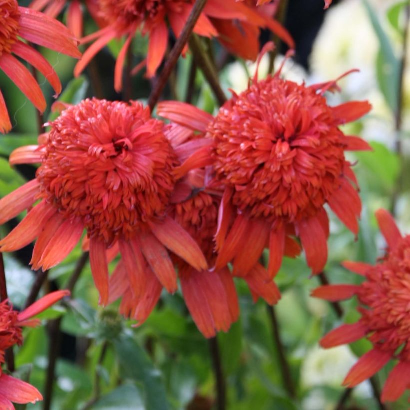 Echinacea Secret Lust - Echinacée (Flowering)