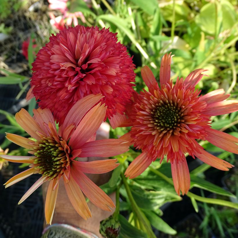Echinacea Secret Passion - Echinacée (Flowering)