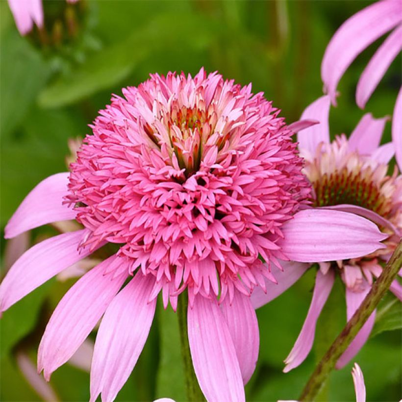 Echinacea Secret Romance - Echinacée (Flowering)