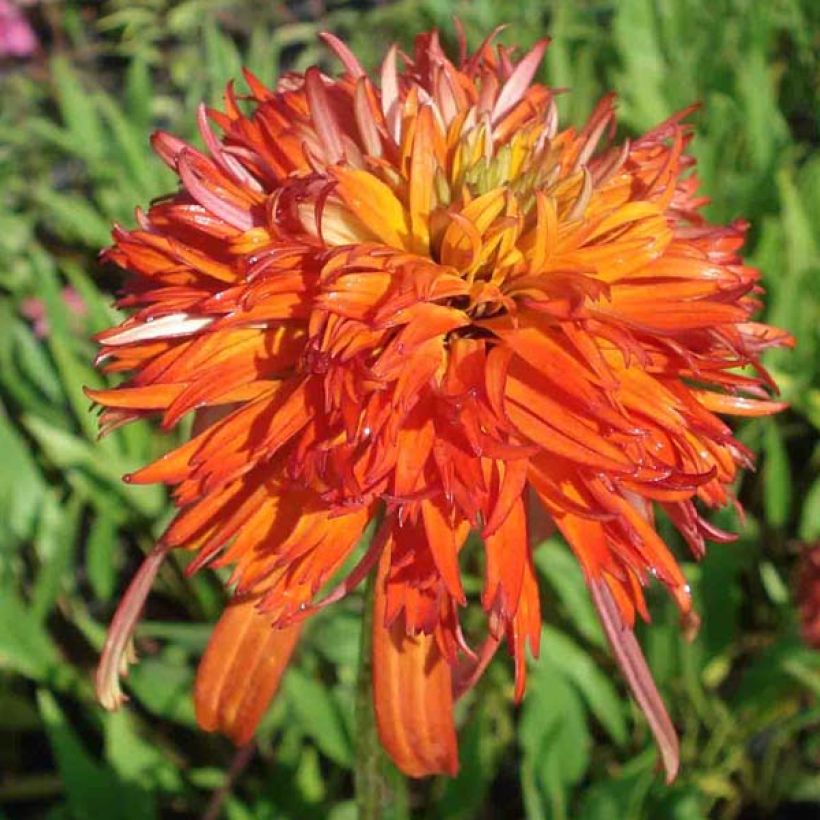 Echinacea purpurea Summer Salsa - Rudbeckia pourpre (Flowering)