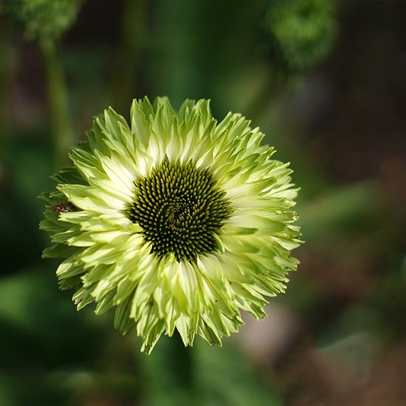 Echinacea SunSeekers Apple Green - Echinacée (Flowering)