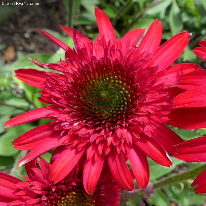 Echinacea Sunny Days Ruby - Echinacée (Flowering)