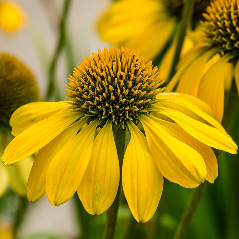 Echinacea Sunny Meadow Mama - Echinacée (Flowering)