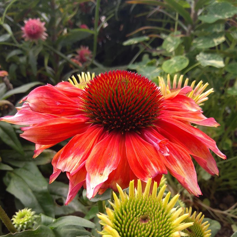 Echinacea Supreme Flamingo (Flowering)