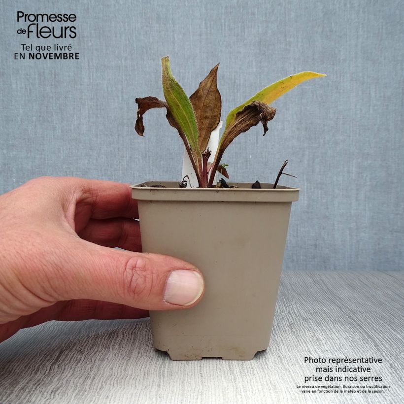 Example of Echinacea angustifolia Godet de 8/9 cm as you get in automne