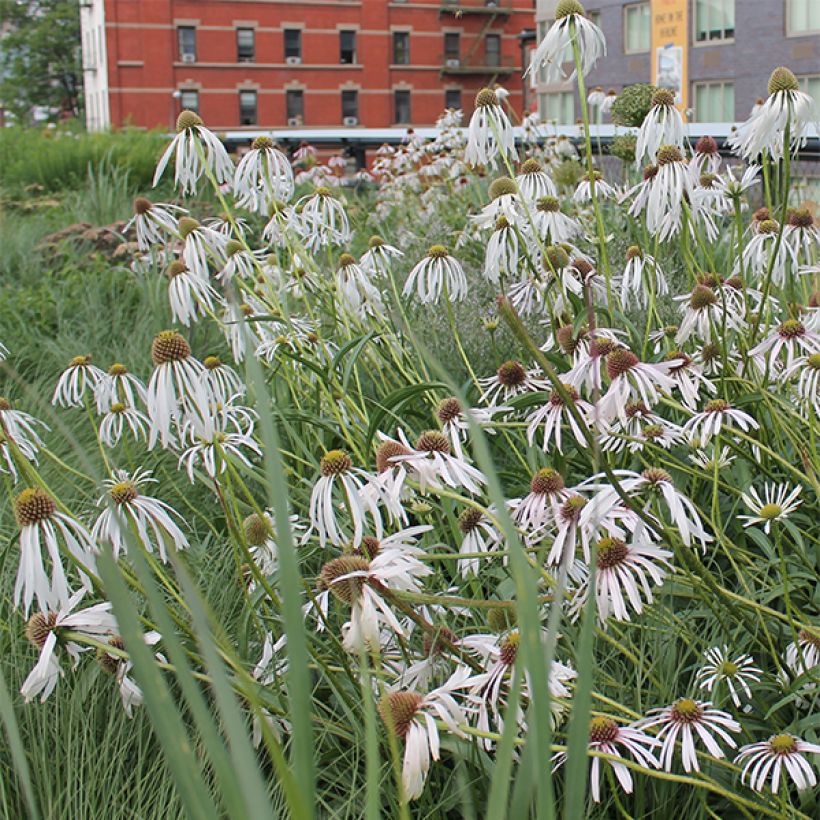 Echinacea pallida Hula Dancer (Flowering)