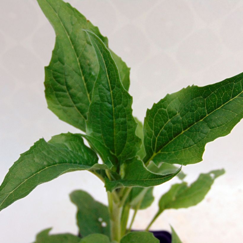 Echinacea purpurea Alba - Echinacée (Foliage)