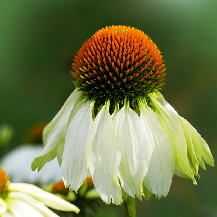 Echinacea purpurea Alba - Echinacée (Flowering)