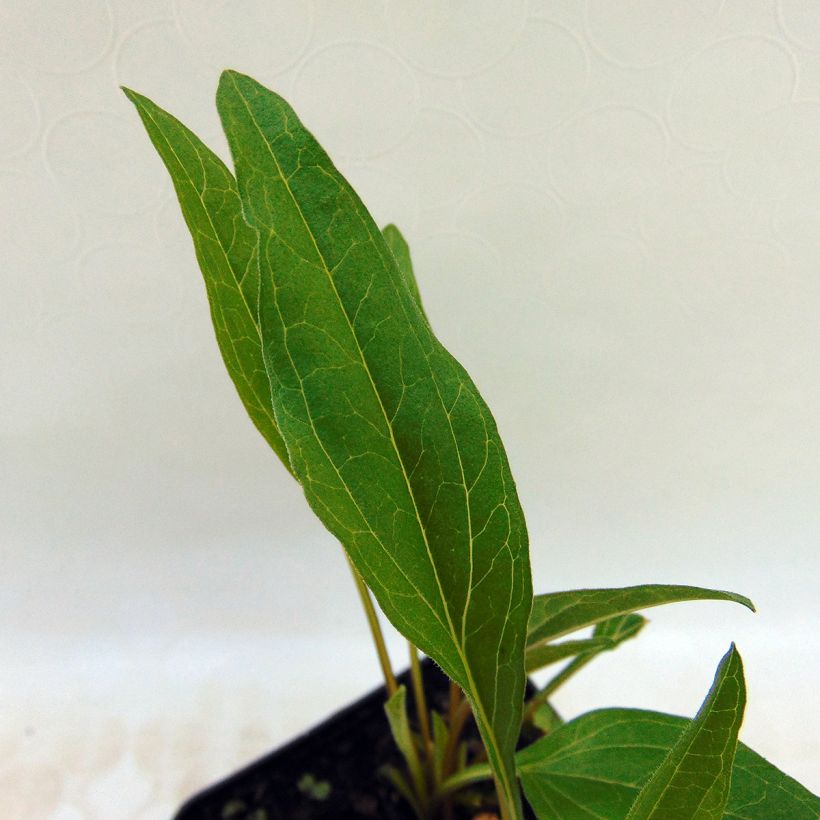 Echinacea purpurea Irresistible - Echinacée (Foliage)