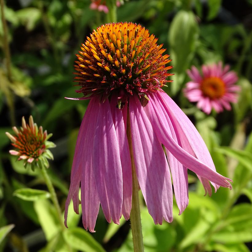 Echinacea purpurea Kim's Knee High - Echinacée (Flowering)