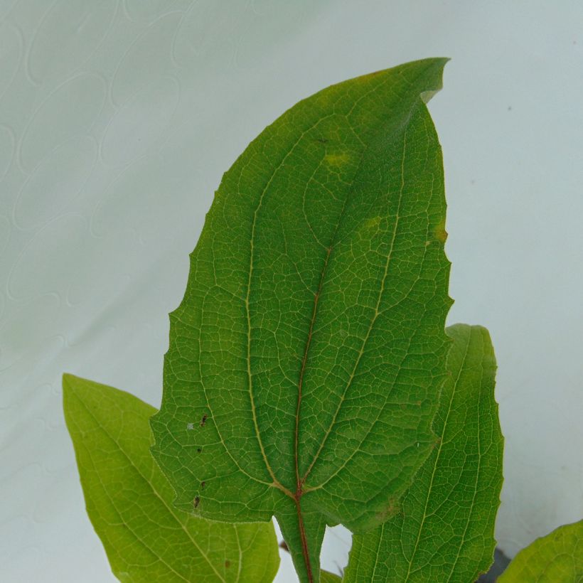 Echinacée Magnus (Foliage)