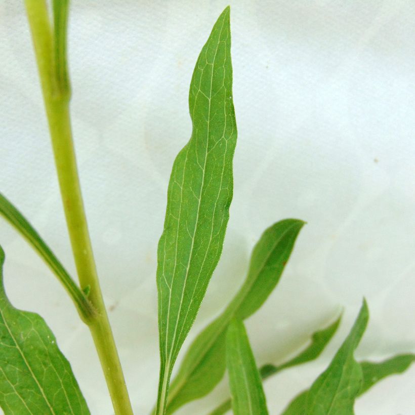 Echinacea purpurea Summer Salsa - Rudbeckia pourpre (Foliage)