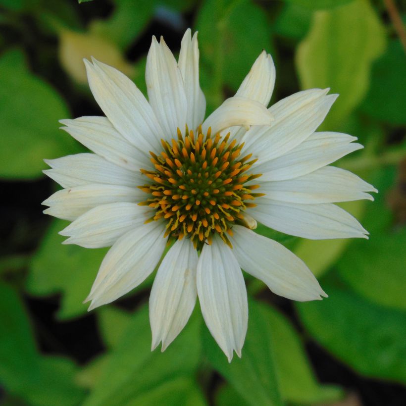 Echinacea purpurea Sunrise - Rudbeckia pourpre (Flowering)