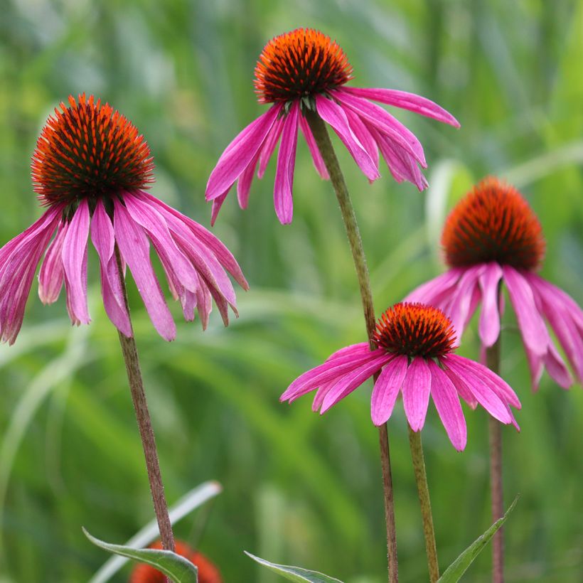 Graines d'Echinacea purpurea - Rudbéckia pourpre BIO (Flowering)