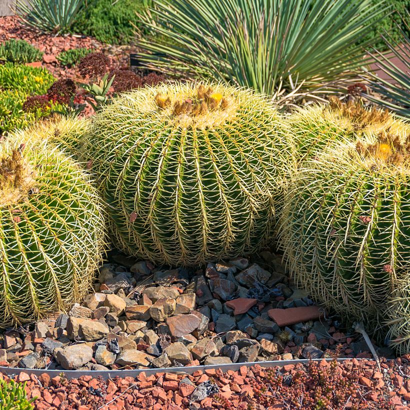 Echinocactus grusonii - Coussin de Belle-mère (Plant habit)
