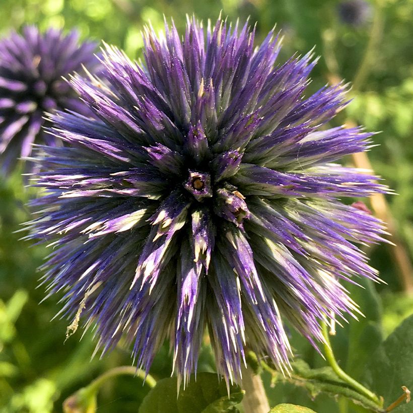 Echinops bannaticus Blue Glow - Boule azurée (Flowering)