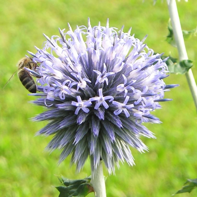 Echinops sphaerocephalus - Boule azurée (Flowering)