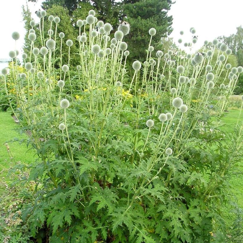 Echinops sphaerocephalus - Boule azurée (Plant habit)