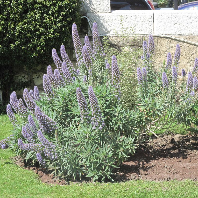 Echium fastuosum (candicans) - Vipérine de Madère (Flowering)