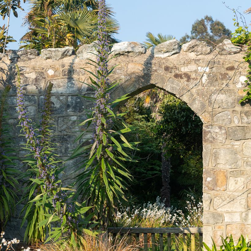 Graines d'Echium pininana - Vipérine des Canaries (Plant habit)