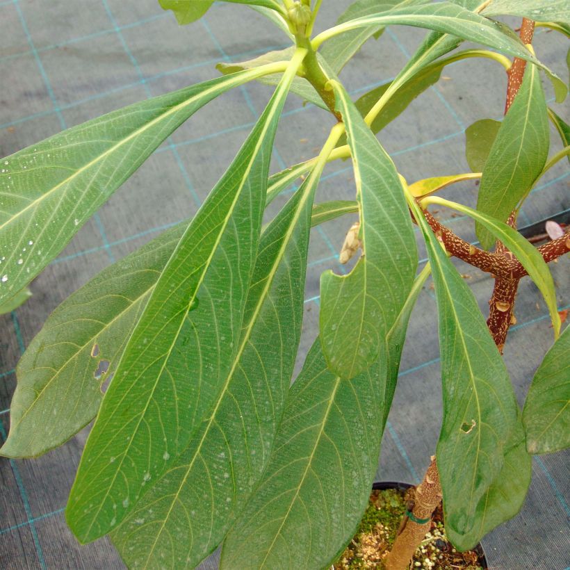 Edgeworthia chrysantha Nanjing Gold - Buisson à papier (Foliage)