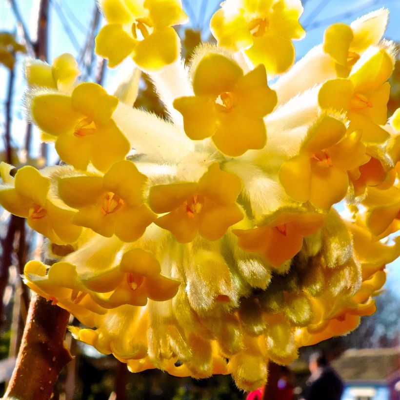 Edgeworthia chrysantha Nanjing Gold - Buisson à papier (Flowering)